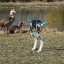 Veja o aterrorizante novo robô BirdBot