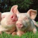 Cientistas criam tradutor de porco que decodifica emoções de grunhidos
