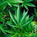Metais pesados ​​​​em plantas de cannabis podem afetar a saúde humana, segundo estudo