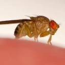 Cientistas hackeam cérebros de moscas para torná-los controlados remotamente