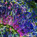 Cientistas forçam células cerebrais humanas em simulação semelhante a Matrix