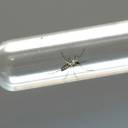 Universidade de Washington vacina humanos usando mosquitos geneticamente modificados
