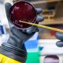 Cientistas de Stanford constroem primeiro microbioma humano sintético do zero