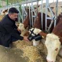 Agricultor dá às vacas fones de ouvido VR para reduzir a ansiedade e aumentar a produção de leite