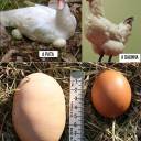 A diferença entre ovos de galinha e ovos de pata