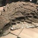 A 'múmia' do dinossauro está tão bem preservada que ainda tem a pele e as entranhas intactas