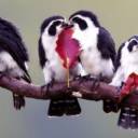 Os minúsculos falconetes são as menores aves de rapina