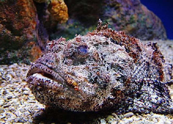 Peixe pedra camufla