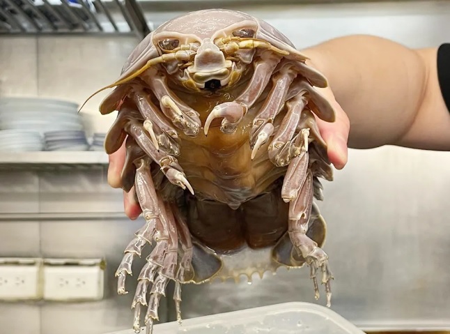Isopode gigante a barata gigante