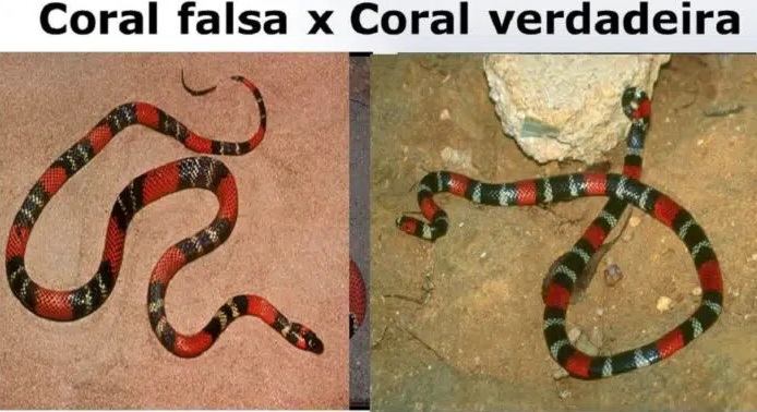 Cobra Coral falsa verdadeira