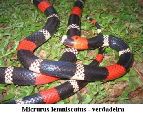 Cobra Coral micrurus verdadeira