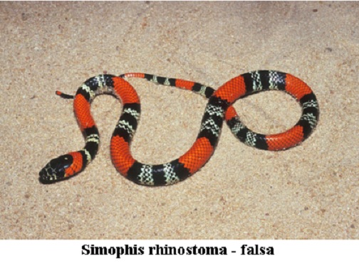 Cobra Coral simophis falsa