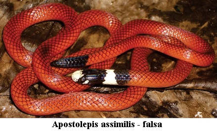 Cobra Coral apostepis falsa