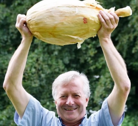Cebola gigante
