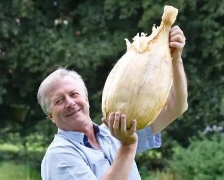 Cebola gigante lado
