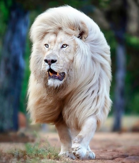 Leao braco andando
