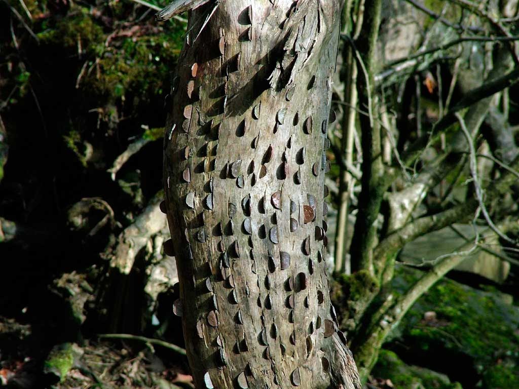 arvorepila3