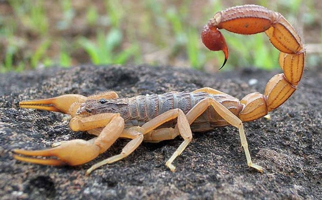 Picada inetos escorpião1