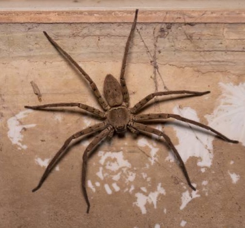 Picada insetos aranha1