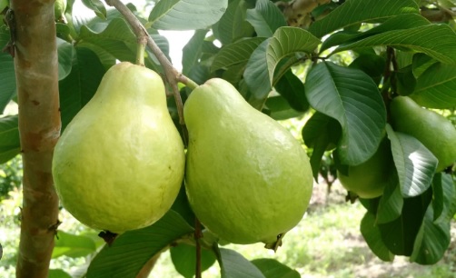 goiaba saúde arvore