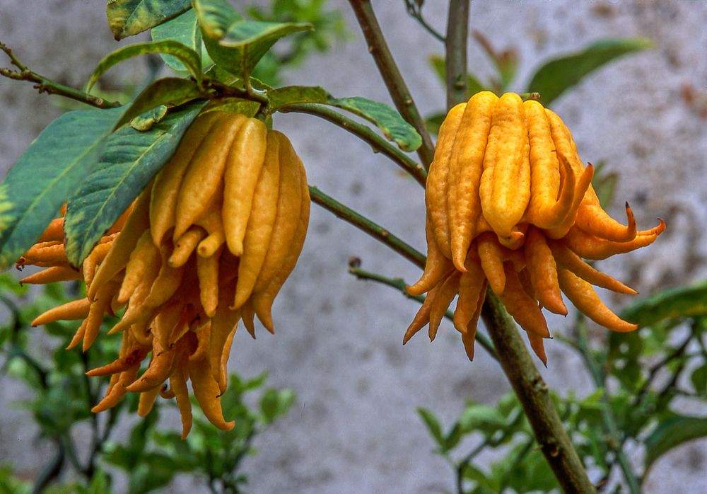 Maodebuda fruta