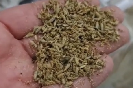 Zumbi droga namao