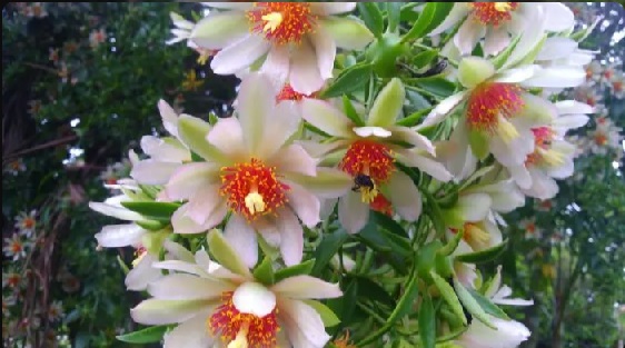 pronobis flor