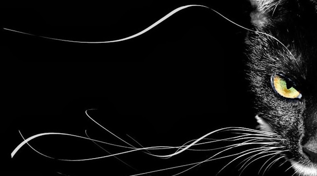 Amuleto gato preto