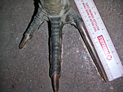 aveperi4