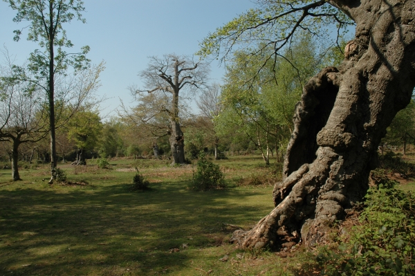 reptil Burnham Beeches