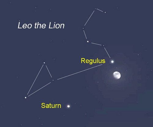 reptil Regulusmoon