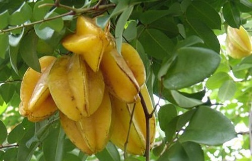 Carambola