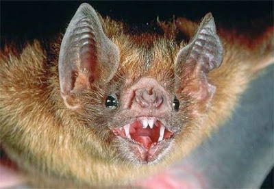 vampire bat