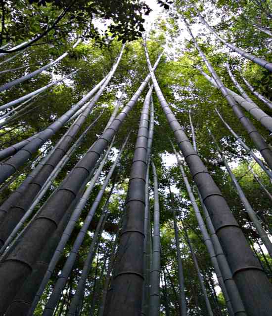 bambu2