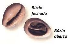 buzio aberto fechado