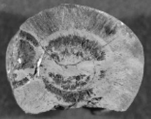 esfera5