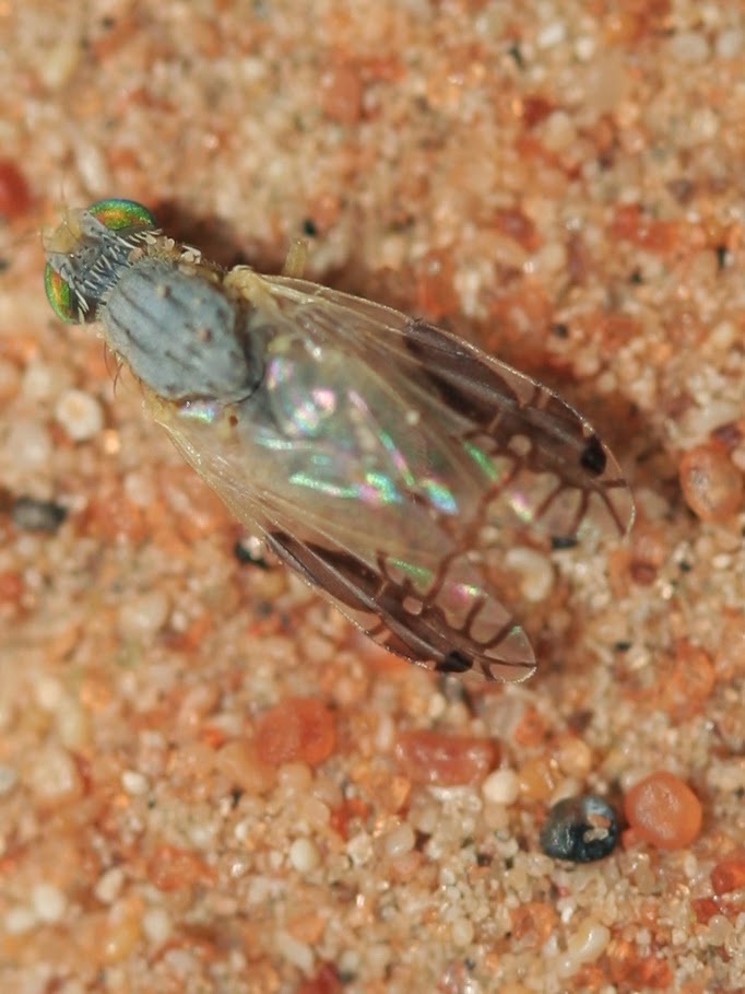mosca4
