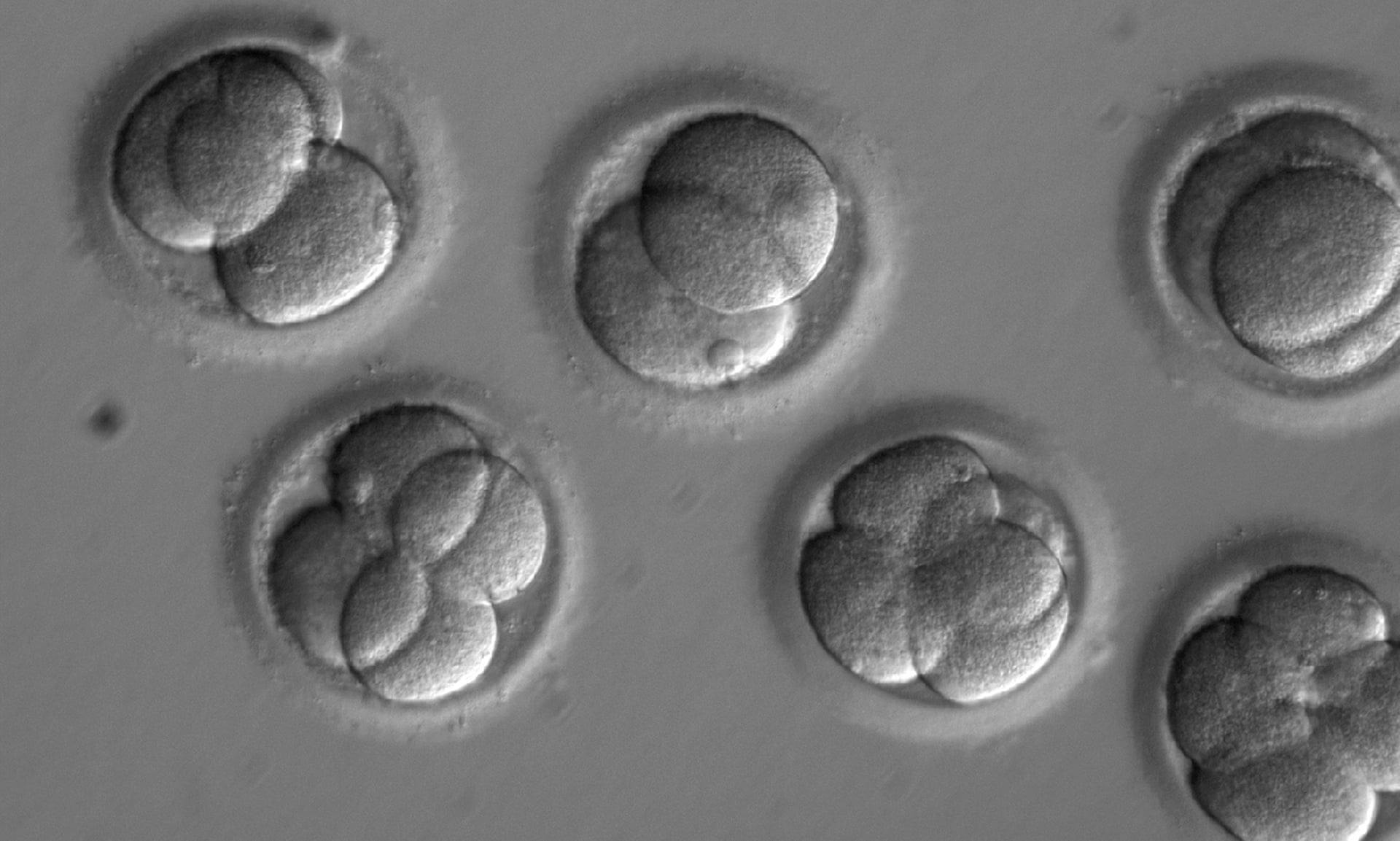 cientisdor1