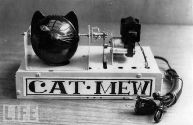 inven21 cat mew