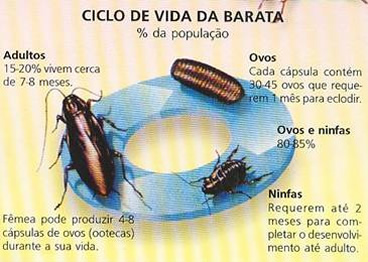 barata ciclo