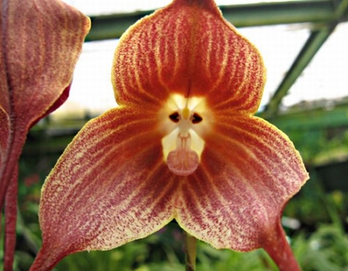 Orquídea com cara de macaco?