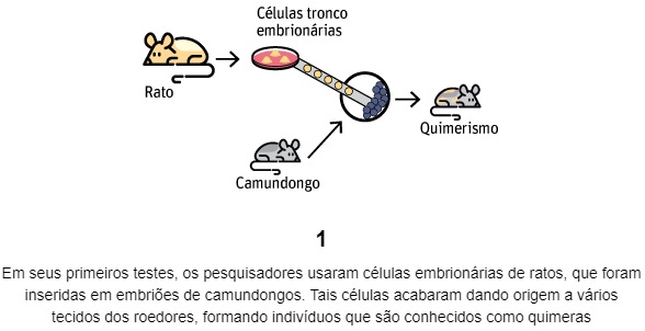 embripora1