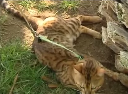 gatoben2