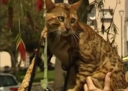 gatoben4