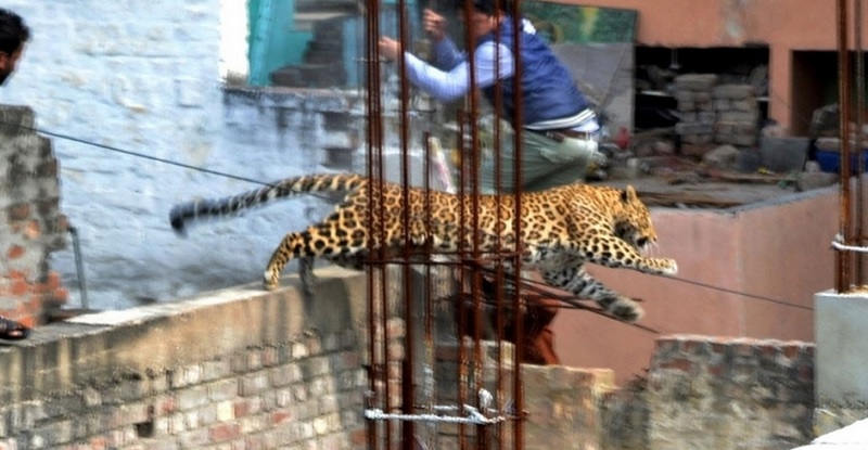 imagem3