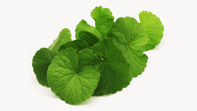 glanpinel gotu kola