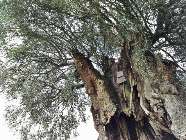 Oliveira mais antiga de Portugal nasceu há 3350 anos, Árvores