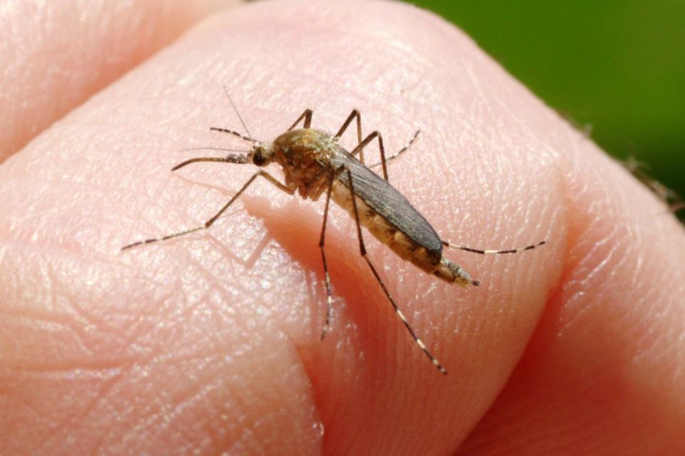 picainseto mosquito