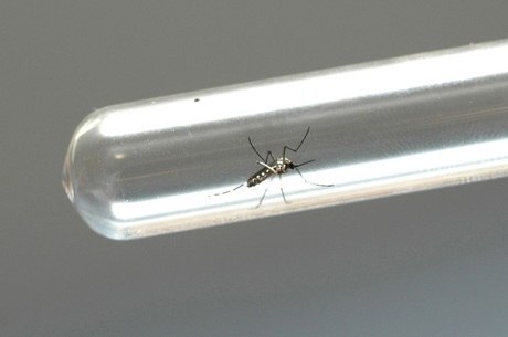 mosquitogeneticda