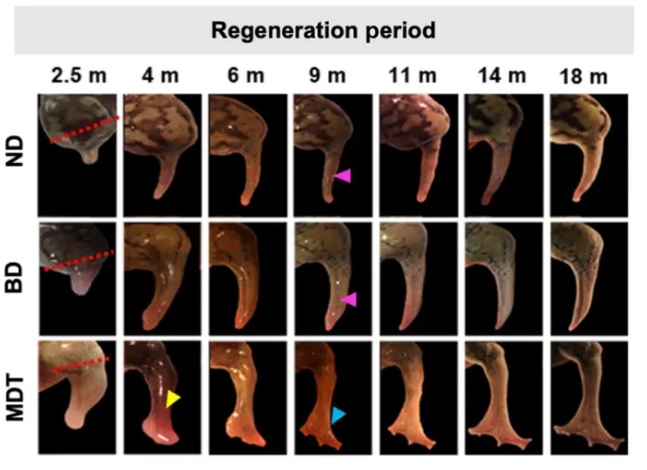 regenera1